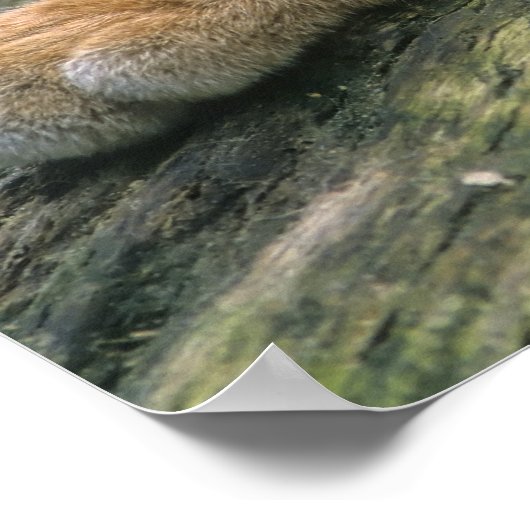 Europ �_ischer Luchs, Eurasischer Luchs (Lynx Poster (Hoek)