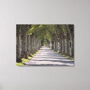 Europa, Frankrijk, Cereste. Bomen omzomen deze weg Canvas Afdruk