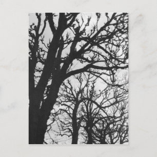 Europa, Frankrijk, Parijs. Winterbomen, Marco Briefkaart