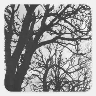 Europa, Frankrijk, Parijs. Winterbomen, Marco Vierkante Sticker