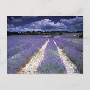 Europa, Frankrijk, Provence. Lavander-velden Briefkaart