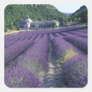 Europa, Frankrijk, Provence. Lavendelvelden Vierkante Sticker