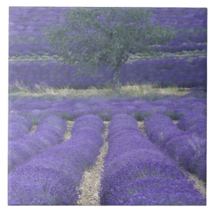 Europa, Frankrijk, Provence, Sault, Lavendelvelden Tegeltje