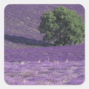 Europa, Frankrijk, Provence, Sault, Lavendelvelden Vierkante Sticker