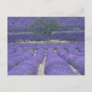Europa, Frankrijk, Provence, Sault, Lavender field Briefkaart