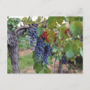 Europa, Frankrijk, Roussillon. wijngaarden met Briefkaart