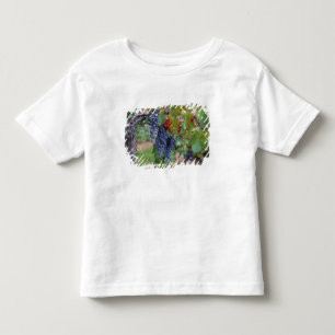 Europa, Frankrijk, Roussillon. Wijngaarden, met Kinder Shirts
