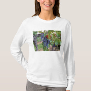 Europa, Frankrijk, Roussillon. Wijngaarden, met T-shirt