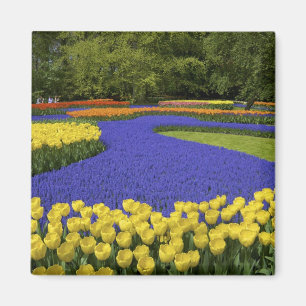 Europa, Nederland, Holland, Lisse, Keukenhof Magneet