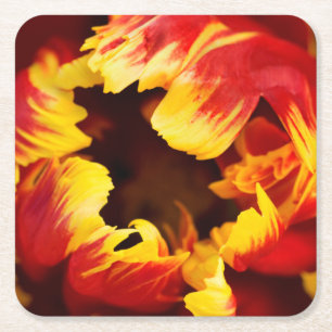 Europa, Nederland, Lisse. Papegaai tulp Vierkante Kartonnen Onderzetter