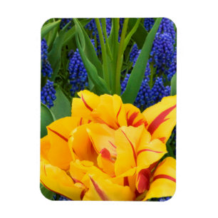 Europa, Nederland, Lisse. Tulpen Magneet