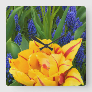Europa, Nederland, Lisse. Tulpen Vierkante Klok