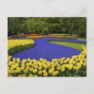 Europa, Nederland, Nederland, Nederland, Lisse, Ke Briefkaart