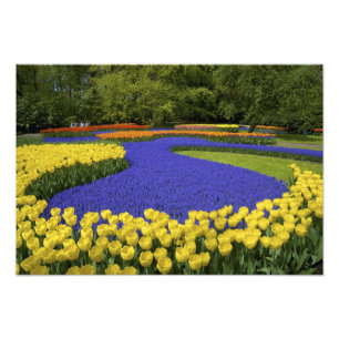 Europa, Nederland, Nederland, Nederland, Lisse, Ke Foto Afdruk