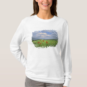 Europa, Toscane, Poggiolo. Rode klaprozen deinen T-shirt