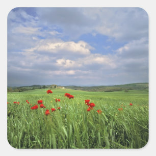 Europa, Toscane, Poggiolo. Rode klaprozen deinen Vierkante Sticker