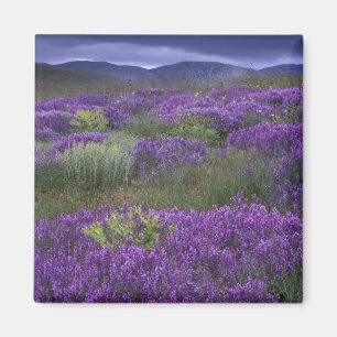 Europa, Turkije, Cappadocië. Landelijk landschap 2 Magneet