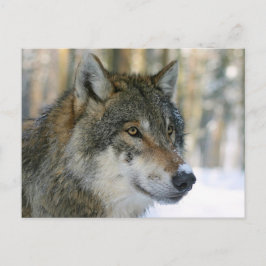 Europäischer Wolf Briefkaart