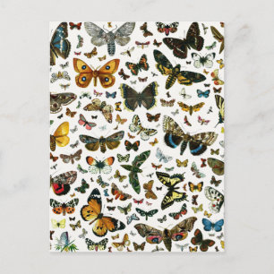 Europa's beste Butterflies en Moths Collage Briefkaart