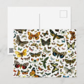 Europa's beste Butterflies en Moths Collage Briefkaart (Voorkant / Achterkant)