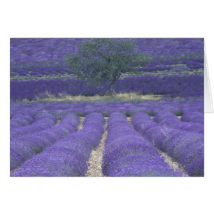 Europe, France, Provence, Sault, Champs de lavande