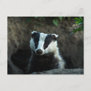 European Badger Briefkaart