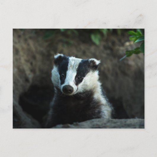 European Badger Briefkaart (Voorkant)