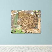 European Common Toad Canvas Print (Insitu (Houten vloer))
