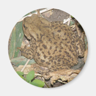 European Common Toad Magnet Magneet