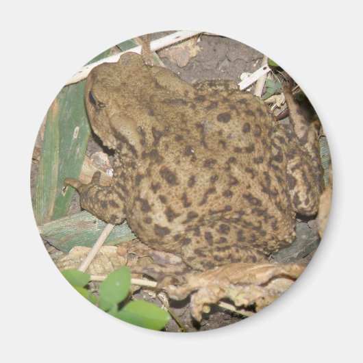 European Common Toad Magnet Magneet (Voorkant)