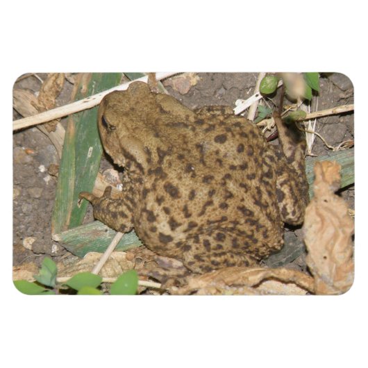 European Common Toad Premium Magnet Magneet (Horizontaal)
