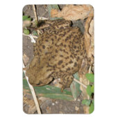 European Common Toad Premium Magnet Magneet (Verticaal)