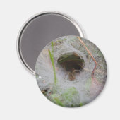 European Funnel Web Spider Magnet Magneet (Voorkant / Achterkant)
