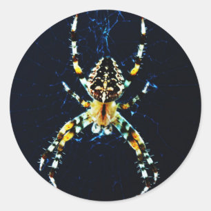 European Garden Spider-stick Ronde Sticker