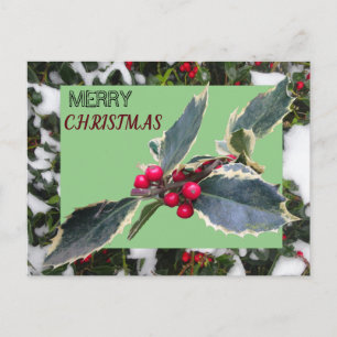 European Holly with Snow Merry Christmas Postcard Briefkaart
