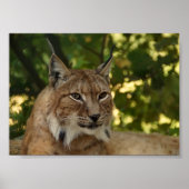 European Lynx Poster (Voorkant)