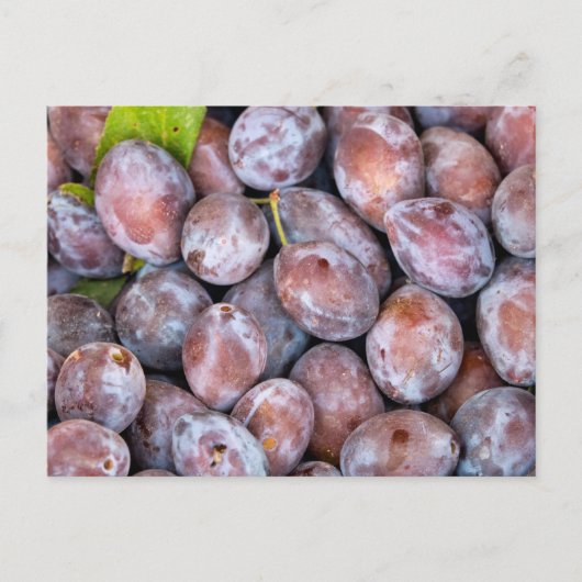 European plums briefkaart (Voorkant)