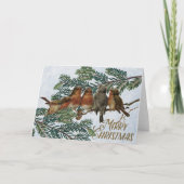 European Robin Birds Kerstfeestay Evergreen Feestdagen Kaart (Voorkant)