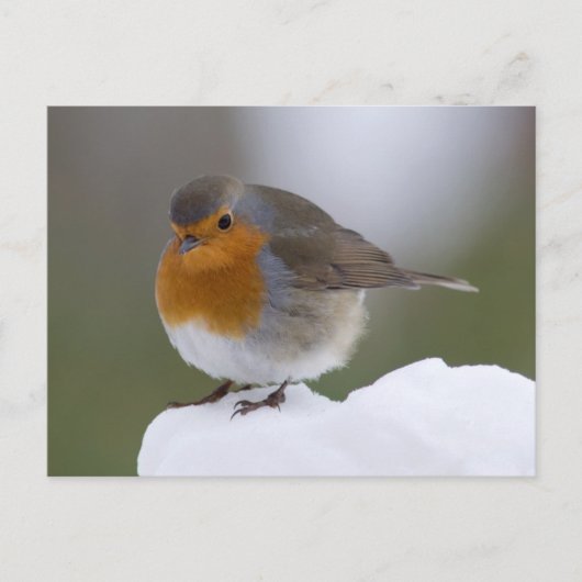 European Robin dans la neige carte postale (Devant)