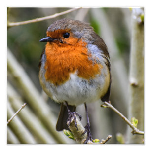 European Robin Foto Afdruk