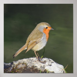 European Robin Poster