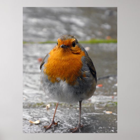 European Robin Poster (Voorkant)