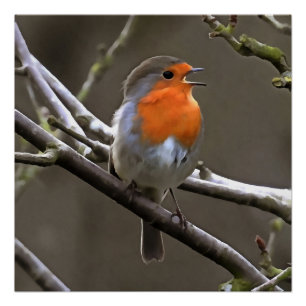 European Robin Red en Grey Painting Perfect Poster