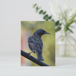 European Starling Briefkaart