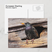 European Starling Briefkaart (Voorkant / Achterkant)