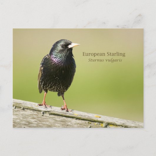 European Starling Briefkaart (Voorkant)