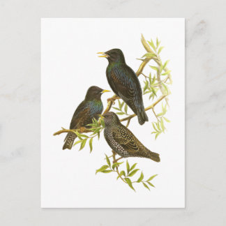 European Starling Briefkaart