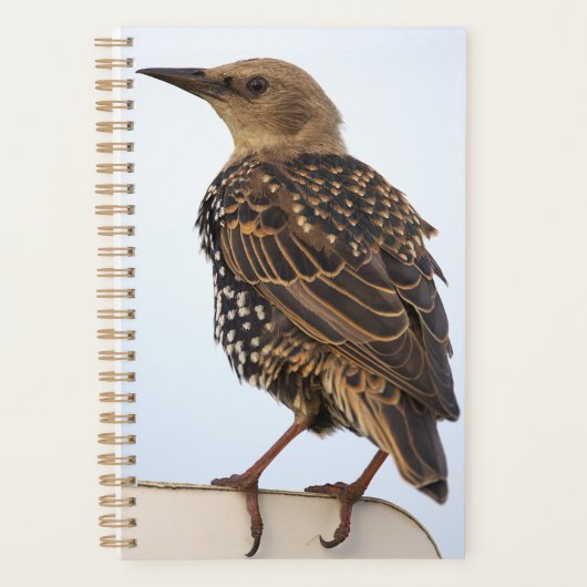 European Starling Planner (Devant)