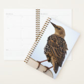 European Starling Planner (Devant avec enveloppe)
