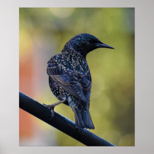 European Starling Poster